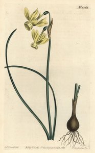 Engelstränen-Narzisse - Engelstränen, Narcissus triandrus (Gelbe Reflexblütige Narzisse, Narcissus triandrus v. luteus) - Handkolorierte Kupferstichgravur von F. Sansom Jr. nach einer Illustration von Sydenham Edwards aus William Curtis