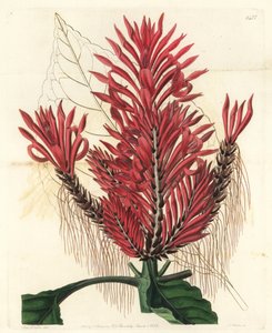 Aphelandra arborea (Stich von S. Watts, Illustration von Sarah Drake)
