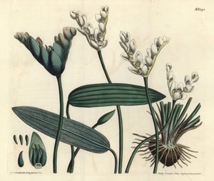 Duftender Aponogeton - Kap-Teichlebermoos, Aponogeton distachyos (Gabelblütiger Aponogeton, Aponogeton distachyon). Handkolorierter Kupferstich von F. Sansom Jr. nach einer Illustration von Sydenham Edwards aus William Curtis