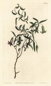 Apfelbeere oder Wandelblütige Billardiera von Sydenham Teast Edwards