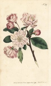 Zierapfelbaum - Chinesischer Blütenapfel, Malus spectabilis (Chinesischer Apfelbaum, Pyrus spectabilis). Handkolorierter Kupferstich von Sansom nach einer Illustration von Sydenham Edwards aus William Curtis