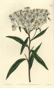 Flachblättrige Aster, Doellingeria umbellata von Sydenham Teast Edwards