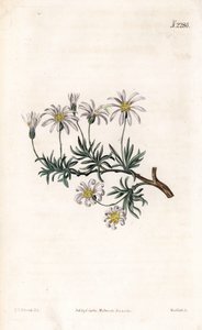 Strauch-Aster, Felicia fruticosa (Strauch-Sternblume, Aster fruticulosus) von Sydenham Teast Edwards
