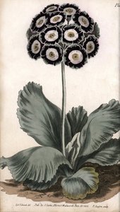 Aurikel oder Bärenohr (Kupferstich)