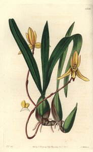 Australische epiphytische Orchidee (Stich von S. Watts, Illustration von John Lindley)