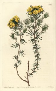 Australisches Gompholobium (Stich von S. Watts, Illustration von Sarah Drake)