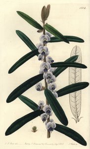 Hovea villosa von Sydenham Teast Edwards