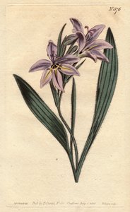 Baboonblume mit süßem Duft, Babiana plicata