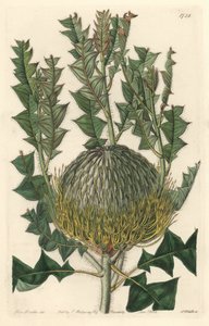 Banksia speciosa, ursprünglich aus Australien - Gravur von S. Watts nach einer Illustration von Sarah Anne Drake (1803-1857), aus dem Botanical Register