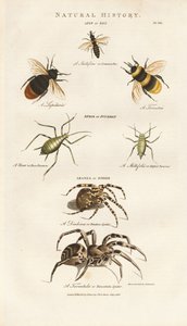 Bienen, Blattläuse und Spinnen von Sydenham Teast Edwards