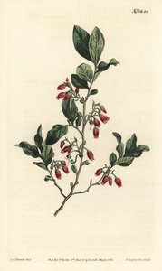 Schwarze Heidelbeere, Gaylussacia baccata (Rotblütige klebrige Heidelbeere, Vaccinium resinosum) - Handkolorierter Kupferstich von F. Sansom Jr. nach einer Illustration von Sydenham Edwards aus William Curtis
