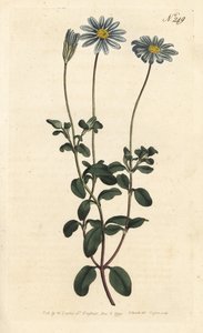 Blaue Gänseblümchen, Felicia amelloides (Blau blühende Cinerarie oder Kapaster, Cineraria amelloides) - Handkolorierter Kupferstich von Sansom nach einer Illustration von Sydenham Edwards aus William Curtis