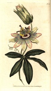 Blaue Passionsblume, Passiflora caerulea