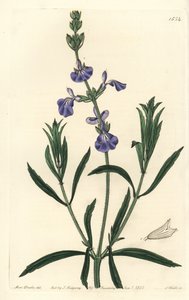 Blaue Salbei