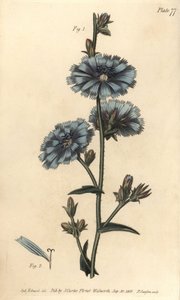 Blaue Wegwarte oder Gemeine Wegwarte