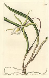 Brassavola perrinii