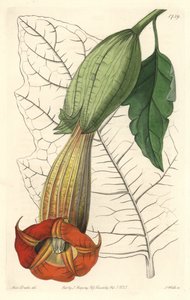Brugmansia ecarlate oder Trompete der Engel, heimisch in Südamerika