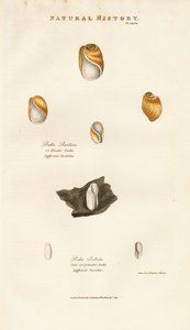 Blasenschnecken verschiedener Arten
