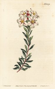 Buchu, Adenandra villosa (Doldenblütige Diosma, Diosma speciosa) - Handkolorierte Kupferstichgravur von F. Sansom Jr. nach einer Illustration von Sydenham Edwards aus William Curtis