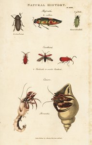 Bupreste und Pagure (Einsiedlerkrebs) von Sydenham Teast Edwards