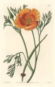 Kalifornischer Mohn von Sydenham Teast Edwards