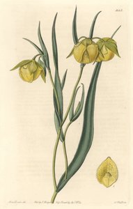 Calochorte (Mariposa) oder Cyclobothre mit gelben Blüten, heimisch in Kalifornien