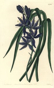 Camassia quamash von Sydenham Teast Edwards