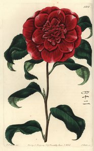 Kamelie aus Japan (Stich von S. Watts, Illustration von J.T. Hart)