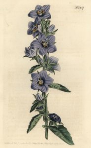Campanule - Rauhblättrige Glockenblume, Campanula peregrina. Handkolorierter Kupferstich von F. Sansom Jr. nach einer Illustration von Sydenham Edwards aus William Curtis
