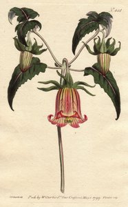 Kanaren-Glockenblume, Canarina campanula