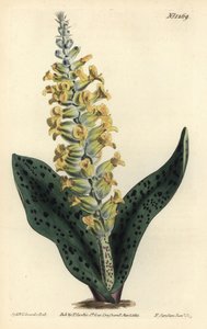 Kap-Hyazinthe (falsche Orchidee) - Gefleckte orchideenartige Lachenalie, Lachenalia orchioides. Handkolorierter Kupferstich von F. Sansom Jr. nach einer Illustration von Sydenham Edwards aus William Curtis