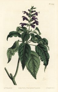 Karibischer Salbei - Salvia lamiifolia (Purpurblütiger Salbei, Salvia amoena). Handkolorierte Kupferstichgravur von F. Sansom Jr. nach einer Illustration von Sydenham Edwards aus William Curtis
