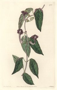 Ceropegia elegant, heimisch in Indien - Starkes Wasser von S. Watts nach einer Illustration von Sarah Anne Drake (1803-1857), aus dem Botanical Register von Sydenham Teast Edwards