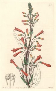 Chelone (oder Galane) mit Baldrianblättern, heimisch in Kalifornien von Sydenham Teast Edwards