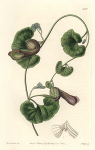 Chilenische Aristolochia oder Fuchsohren