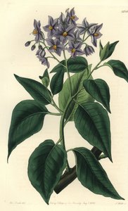 Chilenischer Kartoffelbaum