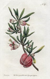 Chinesische Laterne oder Nymania - Lithographie von Sydenham Edwards (1768-1819), aus dem Botanical Magazine von William Curtis (1746-1799)