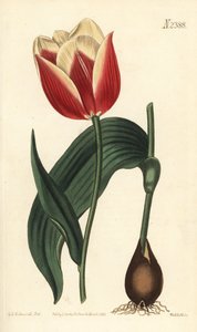 Claramond-Tulpe (Stich von Weddell, Illustration von Sydenham Edwards)