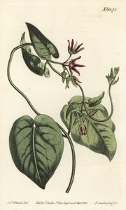 Kletternde Milchrebe (Stich von F. Sansom Jr., Illustration von Sydenham Edwards) von Sydenham Teast Edwards