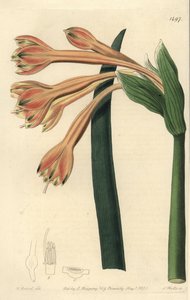 Tawny Coburgia von Sydenham Teast Edwards