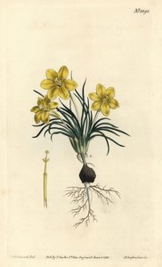 Uhrblume