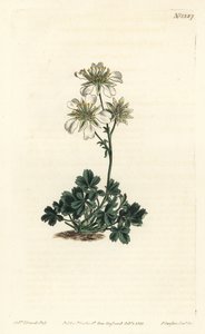 Clusius-Fingerkraut, Potentilla clusiana von Sydenham Teast Edwards