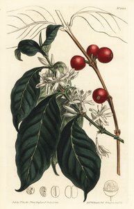 Kaffeebaum arabica - Kaffeebaum, Coffea arabica. Handkolorierte Kupferstichgravur von F. Sansom Jr. nach einer Illustration von Sydenham Edwards aus William Curtis