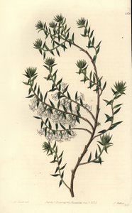Gemeine Heide