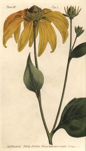 Sonnenhut, Rudbeckia hirta (Stich von F. Sansom, Illustration von Sydenham Edwards) von Sydenham Teast Edwards