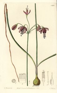 Koralle aus Mexiko - Bessera elegans von Sydenham Teast Edwards