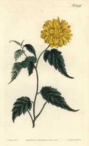 Corete du Japon (Stich von F. Sansom Jr., Illustration von Sydenham Edwards) von Sydenham Teast Edwards