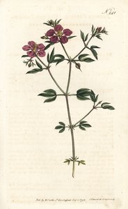 Kretische Fagonia von Sydenham Teast Edwards
