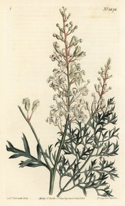 Krause Busch oder Petersilienfarn (Schwefelwurzblättrige Lomatia), Lomatia silaifolia von Sydenham Teast Edwards