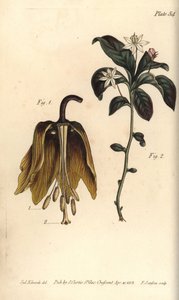 Kaiserkrone, Fritillaria imperialis, Haustrria von Sydenham Teast Edwards